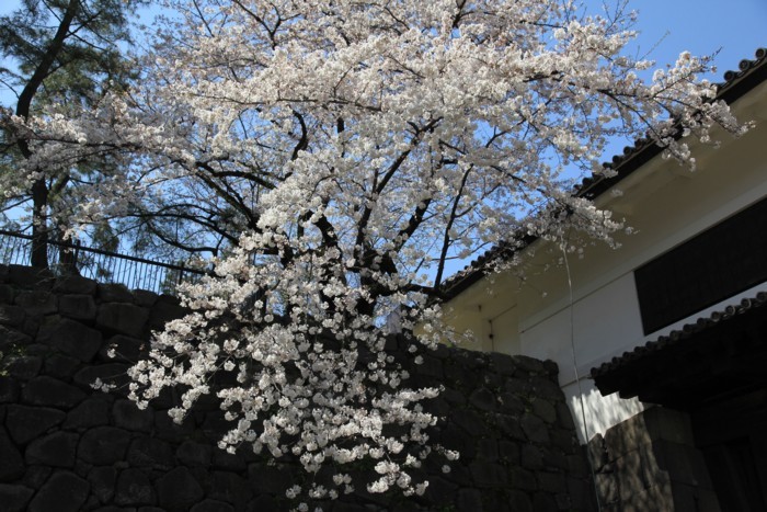 IMG_8138me北の丸公園清水門の桜.jpg